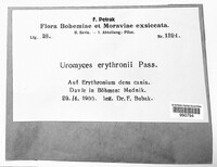 Image of Urocystis erythronii
